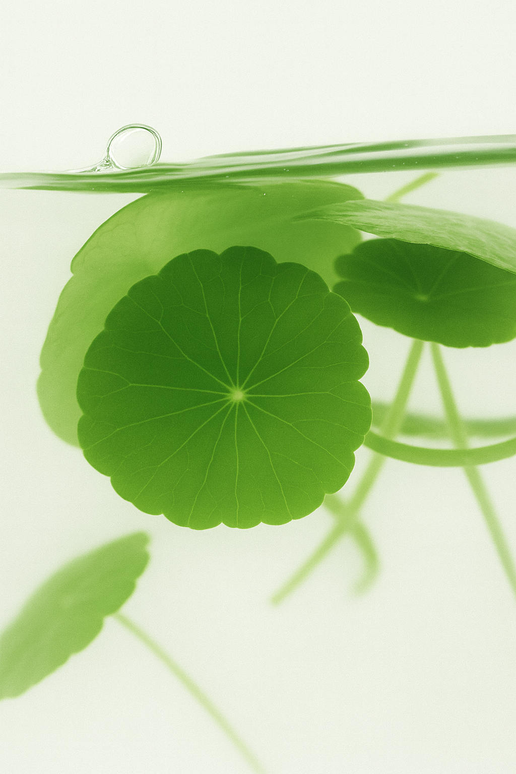 Plant Exosomes