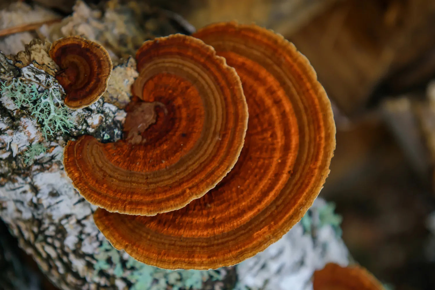 Chaga