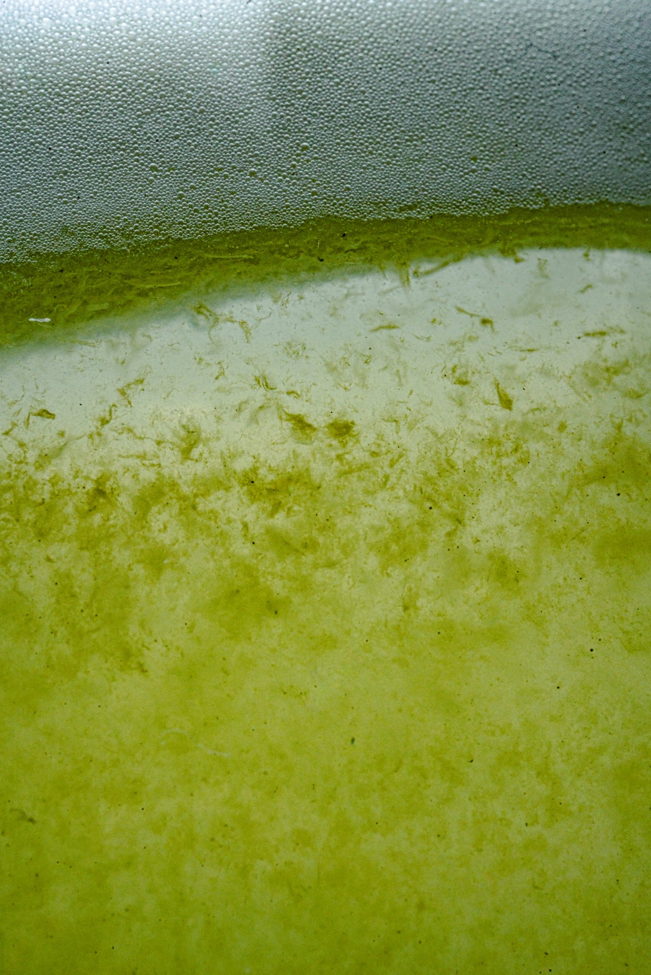 Artichoke and Salicylic