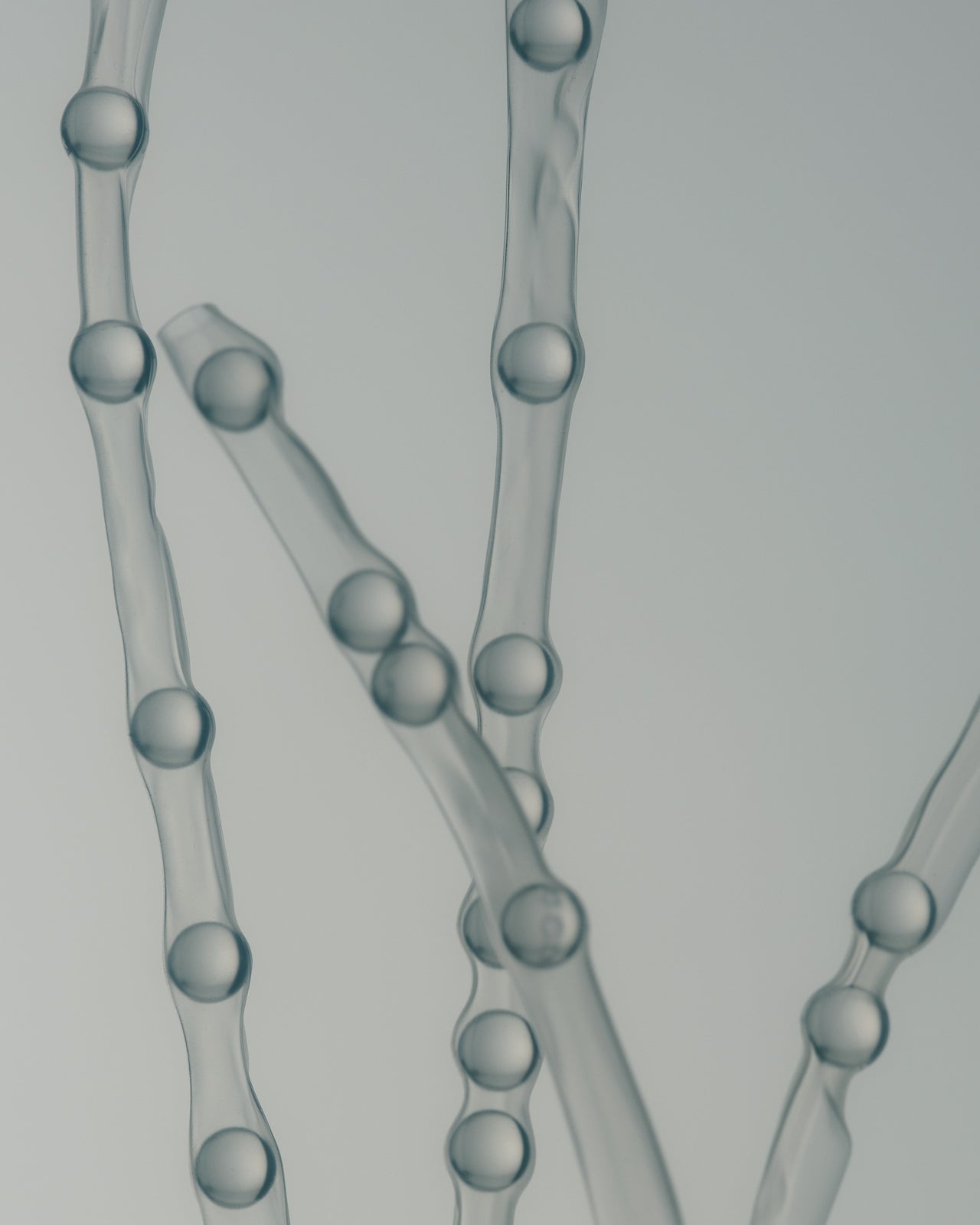 PLANT EXOSOMES