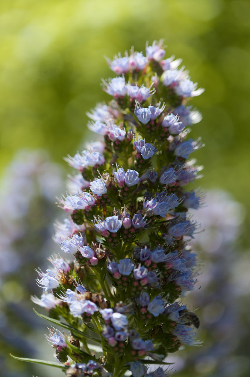 ECHIUM OIL