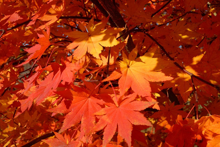 Maple Sap
