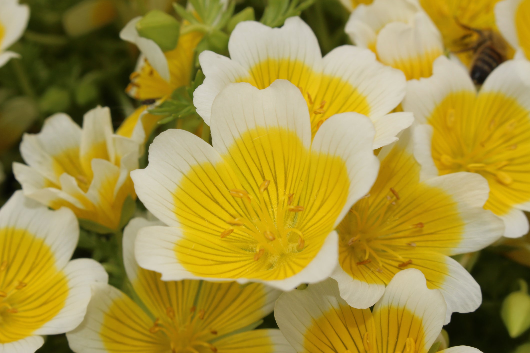 Meadowfoam Estolide