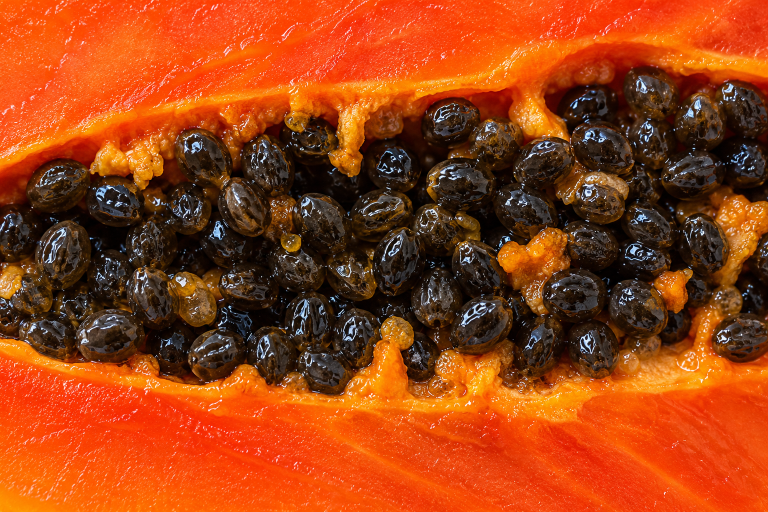 PAPAYA SEED OIL