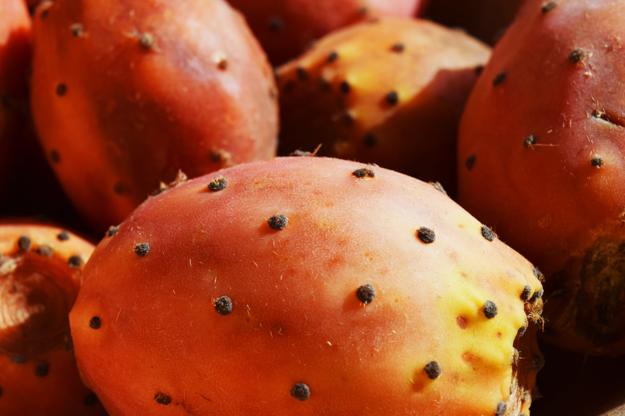 PRICKLY PEAR SEED OIL