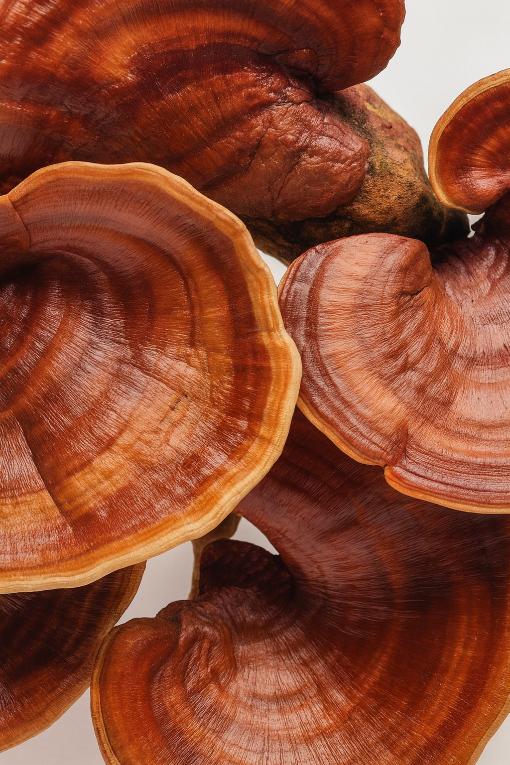 Reishi Mushroom