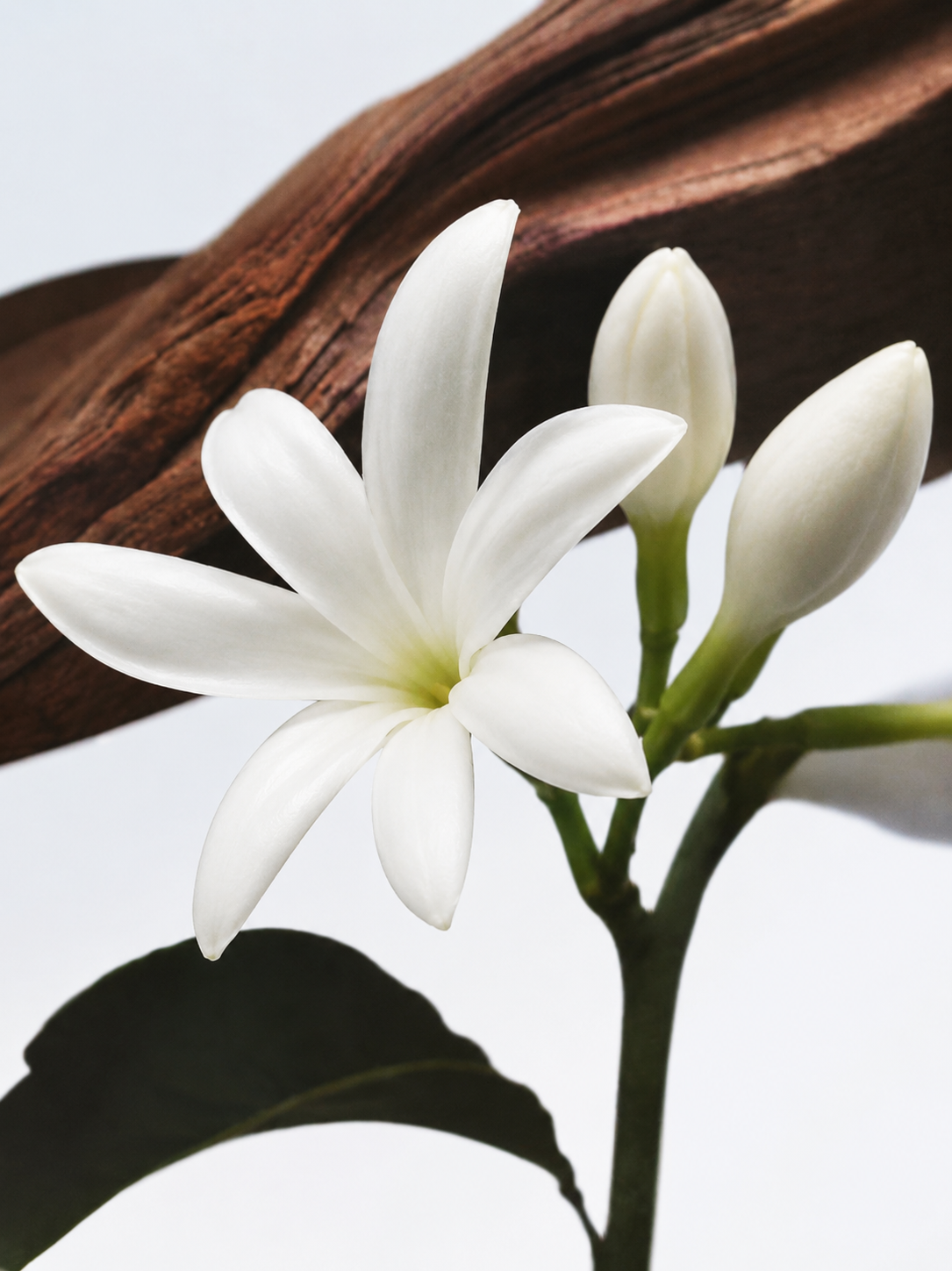 THE SENSORIAL SIGNATURE