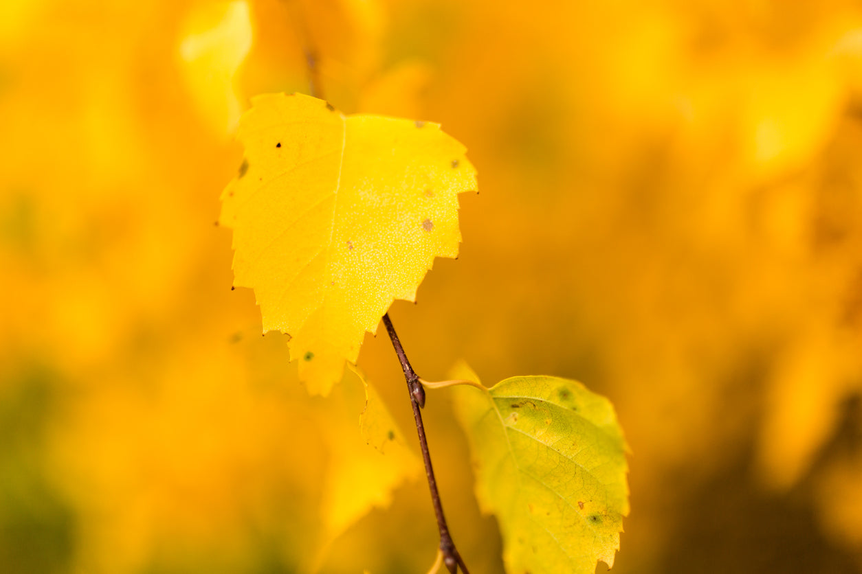 YELLOW BIRCH OIL