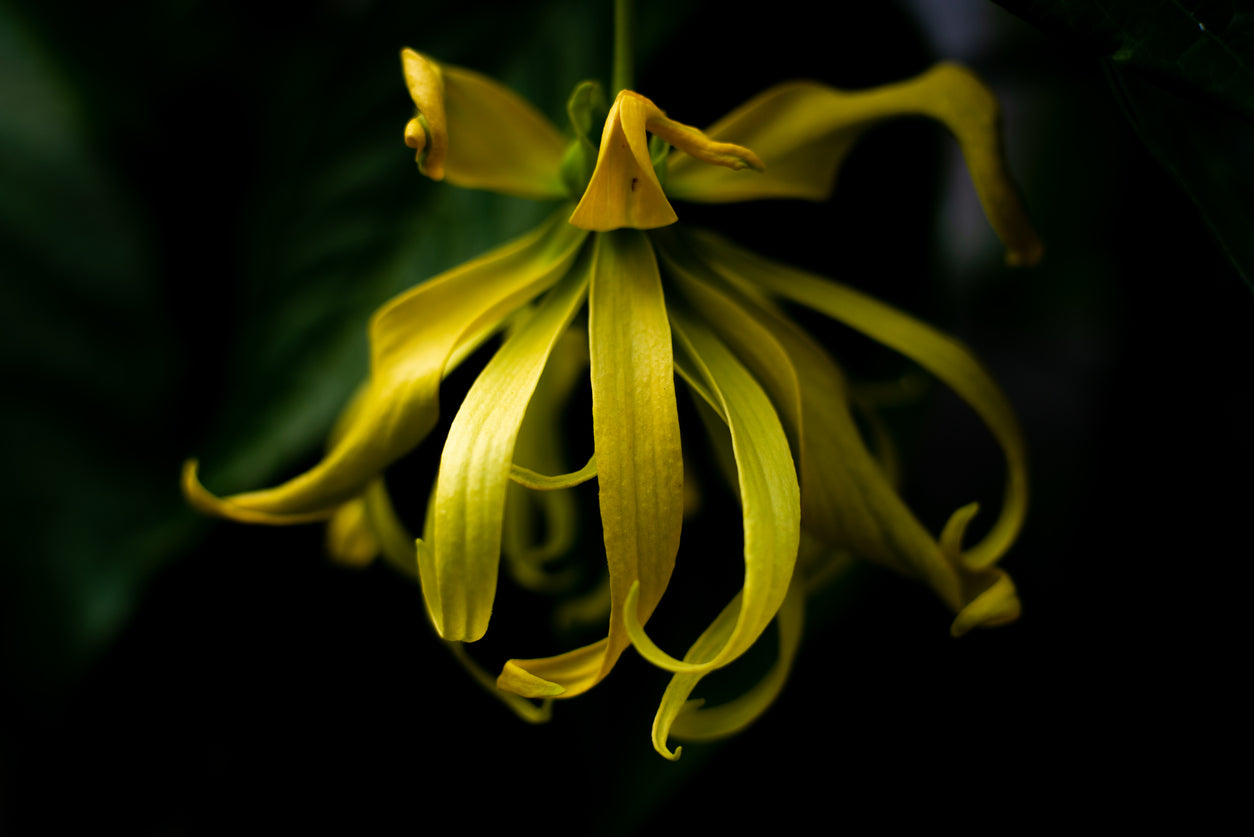 YLANG YLANG FLOWER OIL