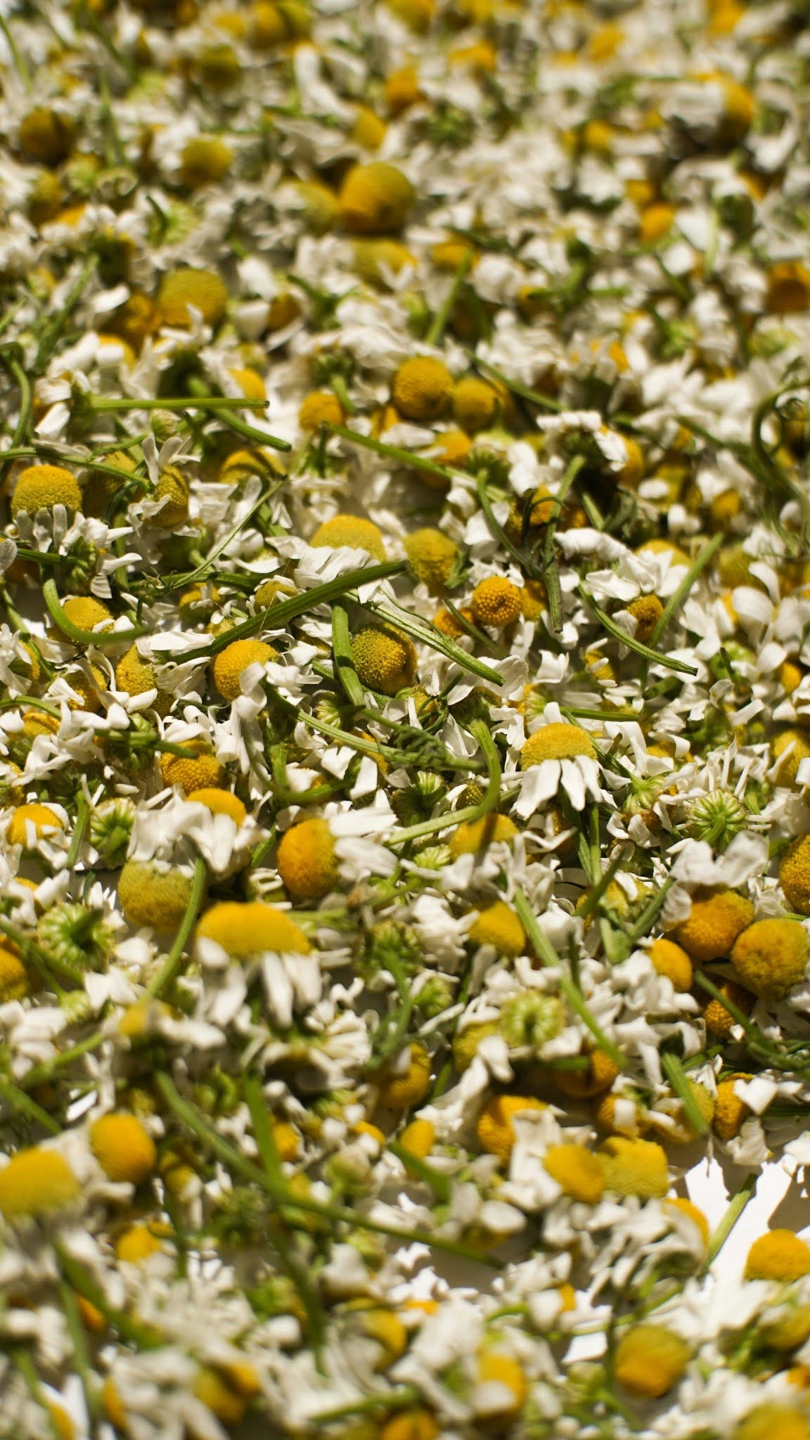 BOTANICAL HYDROSOL BLEND