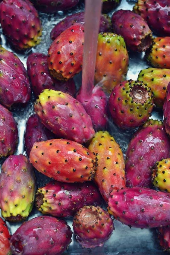 Prickly Pear Extract