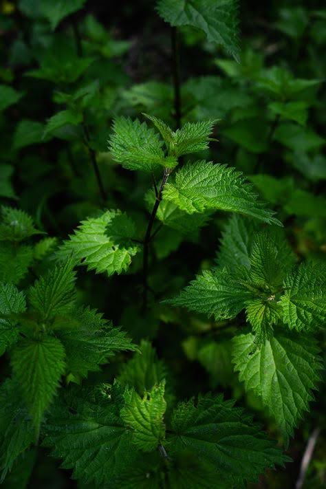 Griffonia Simplicifolia